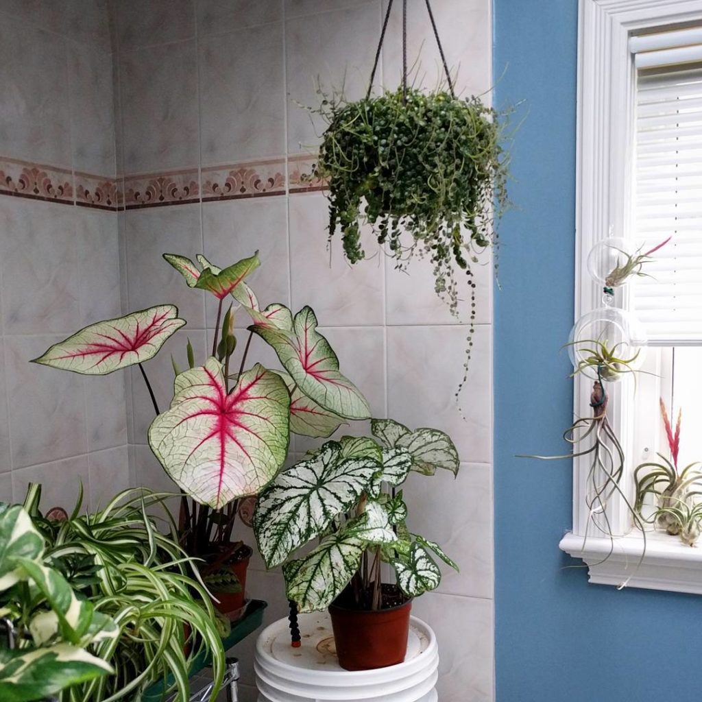 @houseplantjournal: Good morning, plants! #caladium #peperomia #peperomiaprostrata #airplants #tilla…