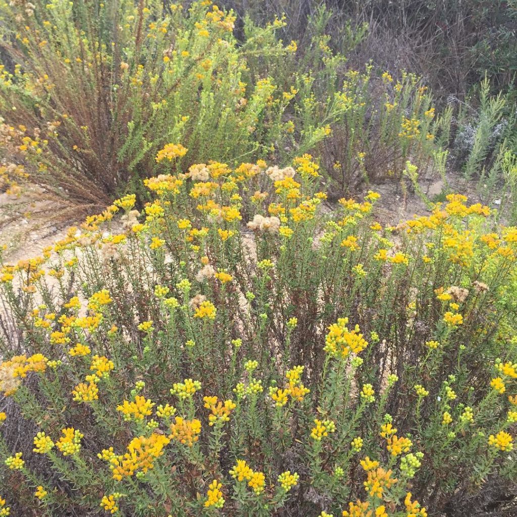 @gardendesignmag: Wild in California
Stay up-to-date with Garden Design. Click on the link in bio…