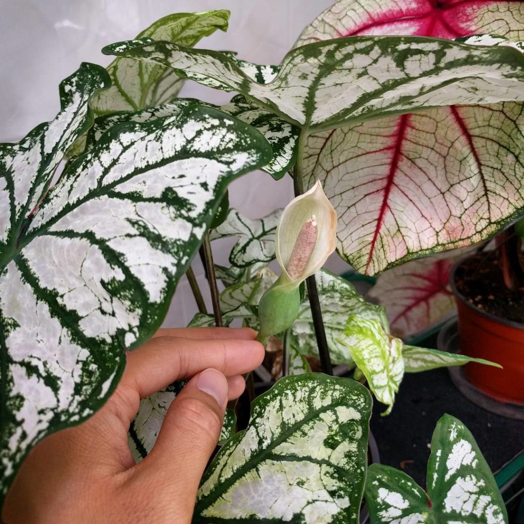 @houseplantjournal: Thinking about #foliagefriday – of course the caladium would be a great plant to…