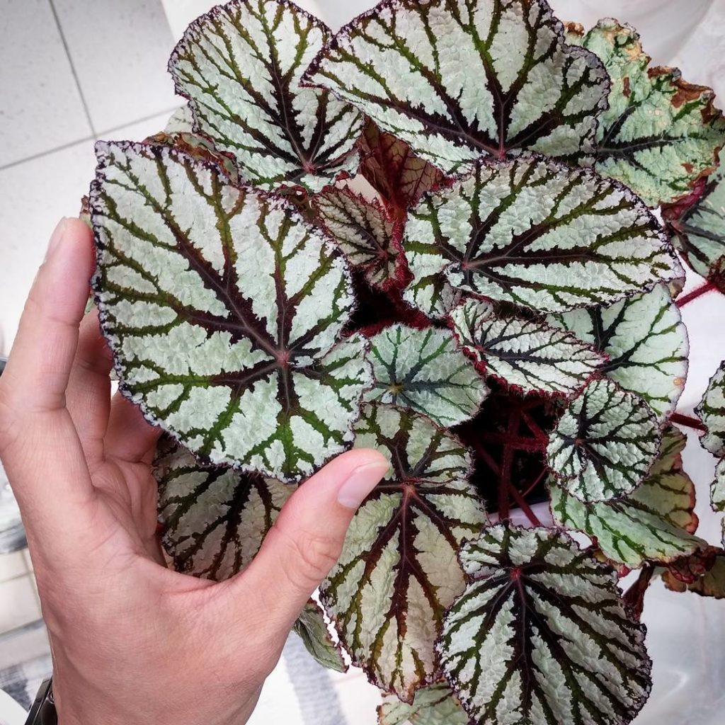 @houseplantjournal: Nice new leaves on the Begonia rex ‘fairy’ – gotta keep the soil moist or the wh…
