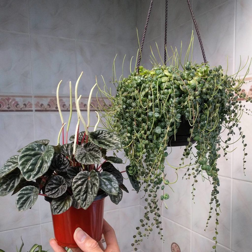 @houseplantjournal: Peperomia caperata ‘Emerald Ripple’ and peperomia prostrata – the rat-tail like …