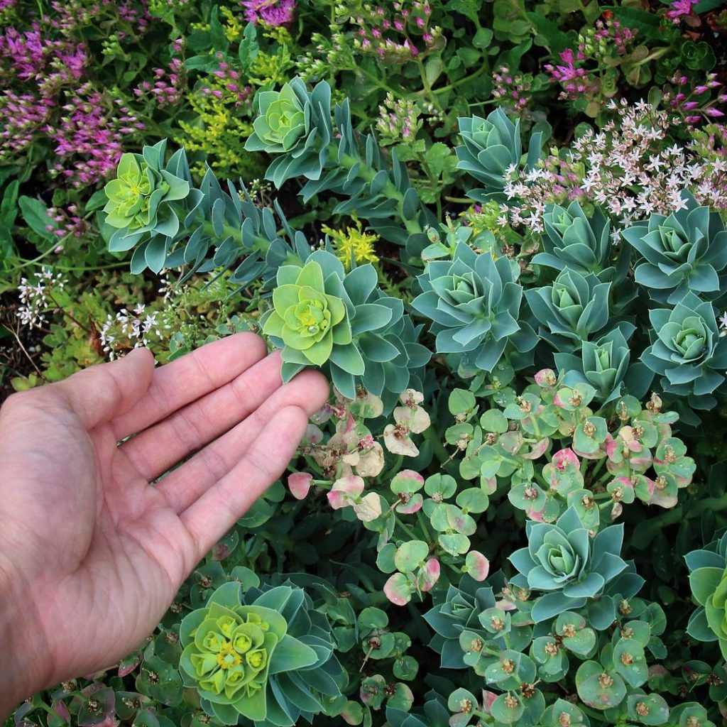 @houseplantjournal: When you see a plant and immediately think of an IG feed: @sacredelements – can …