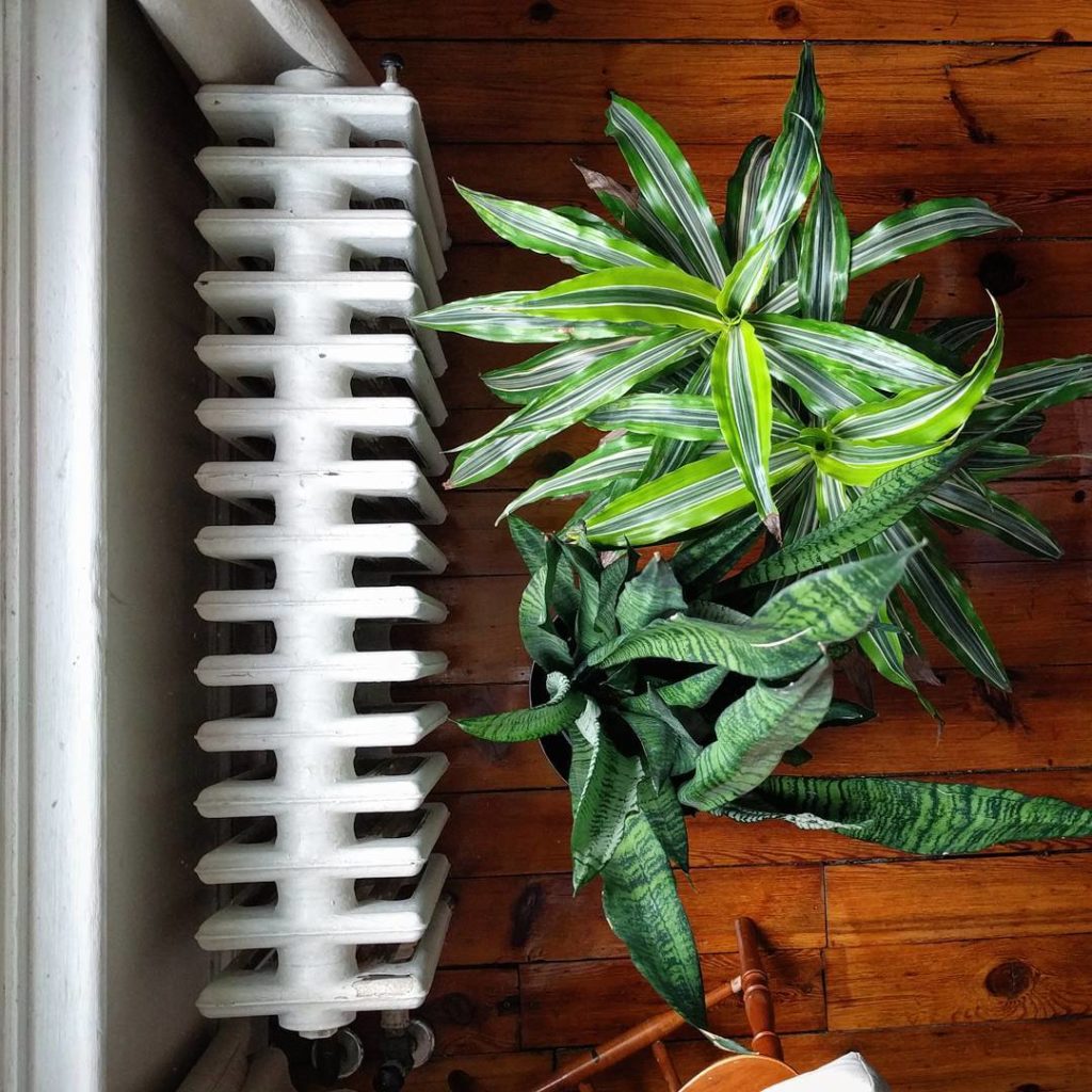 @houseplantjournal: I can move these plants closer to the window now that the heaters are off for go…