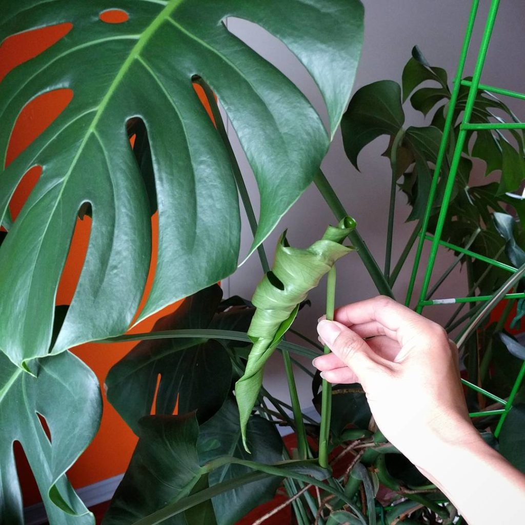 @houseplantjournal: I don’t think I’ll ever get tired of seeing this: the monstera leaf pattern surp…