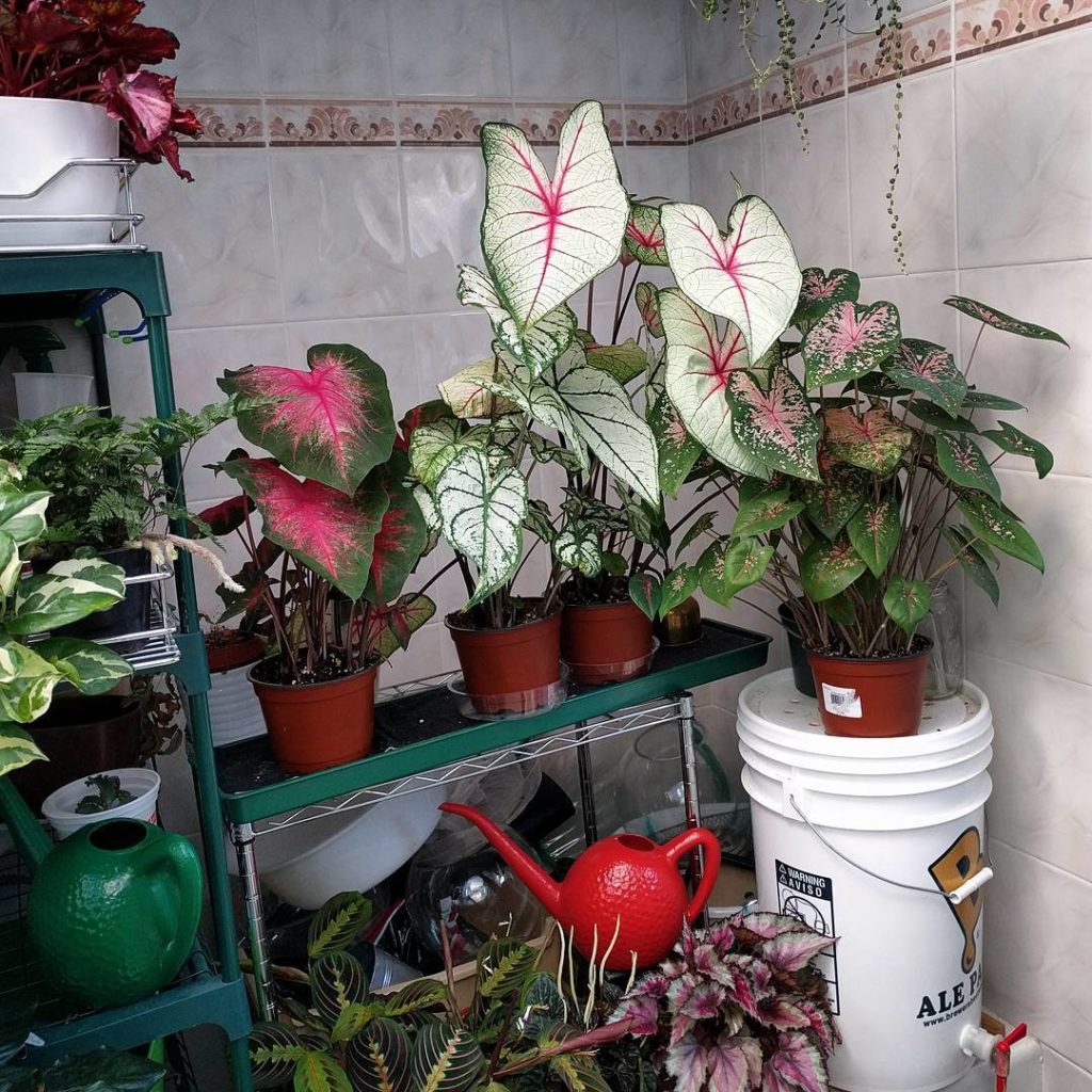@houseplantjournal: Before we get this Caladium party started…do you say 1) Ca-LAY-dium or 2) Cala…