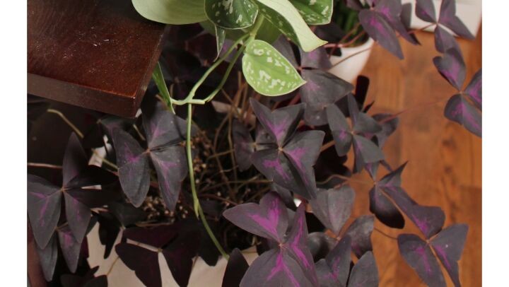 @houseplantjournal: Someone mentioned that oxalis triangularis (purple shamrock) will angle their le…