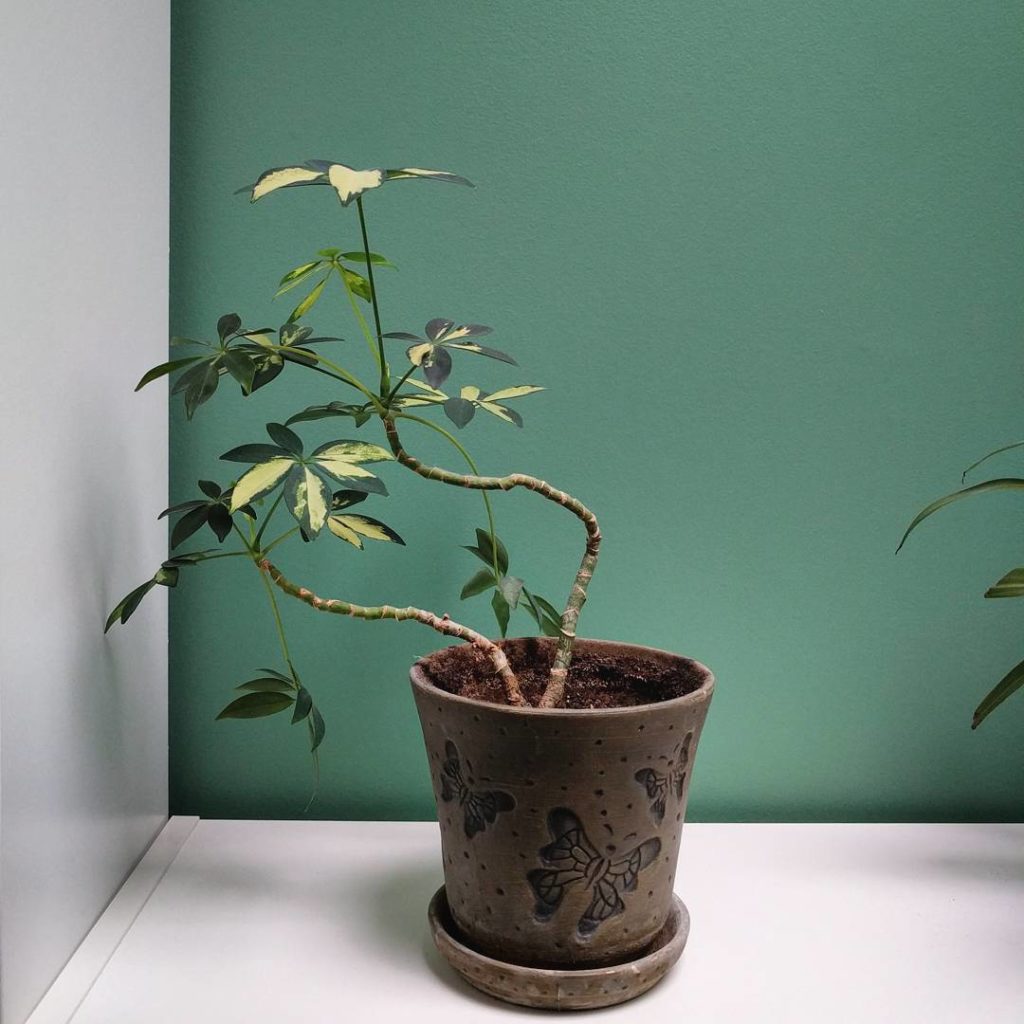 @houseplantjournal: My cousin’s variegated schefflera arboricola (mini umbrella tree): the twisty st…