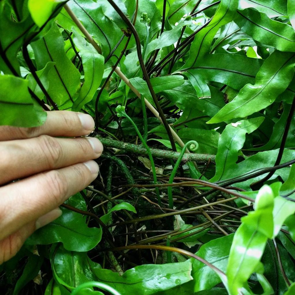 @houseplantjournal: I love finding new fronds in the little “jungle” inside my kangaroo paw fern (Mi…