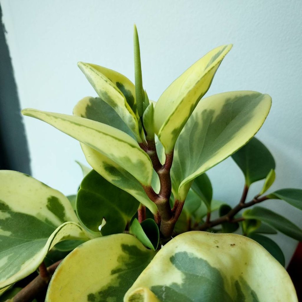@houseplantjournal: When this variegated peperomia obtusifolia showed signs of spider mite infestati…