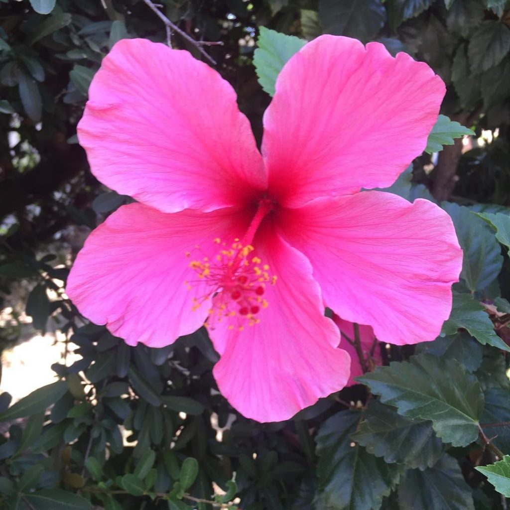 @gardendesignmag: Hello Monday! Stay up-to-date with Garden Design. Click on the link in bio to si…