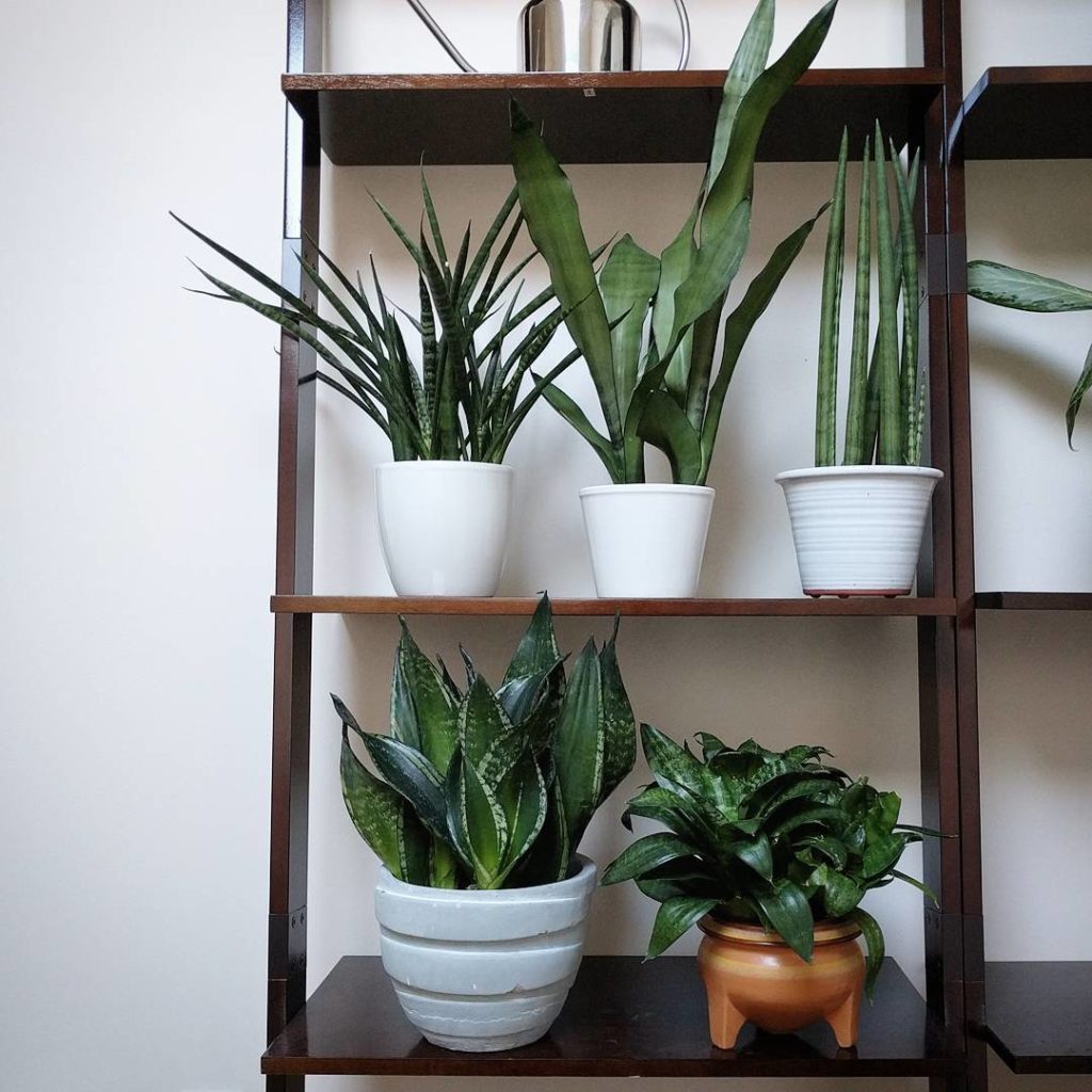 @houseplantjournal: Here’s my new snake plant (bottom left) – it’s like they can mix up the differen…