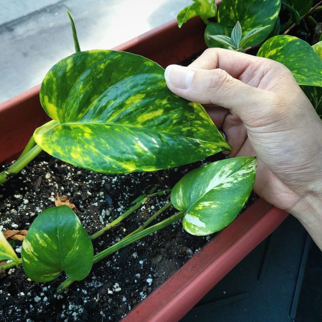 @houseplantjournal: I’m happy to report my office golden pothos is thriving after a traumatic repott…