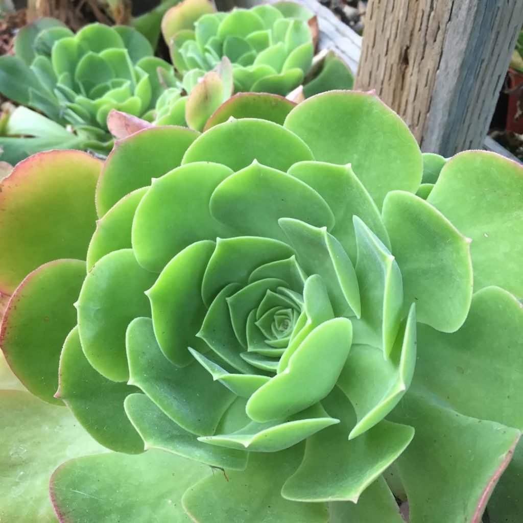 @gardendesignmag: Fact: succulents are a great cure if you have a #caseofthemondays
Stay up-to-d…