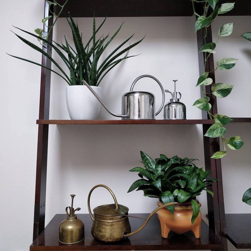 @houseplantjournal: Trying a fun composition here: sansevieria has always been and always will be a …