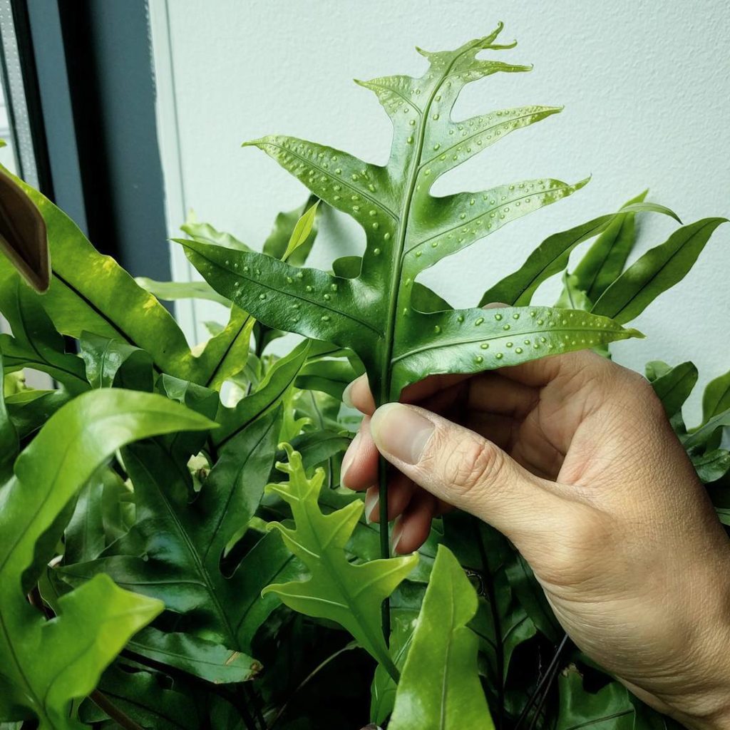 @houseplantjournal: A proud moment of #plantparenthood – my kangaroo paw fern has spores! First time…