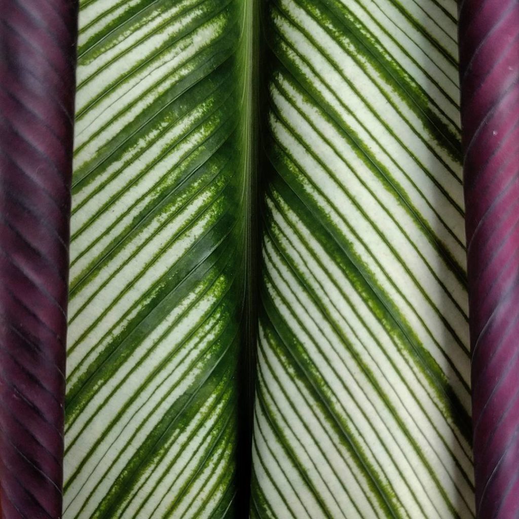 @houseplantjournal: My contribution to the #comeclosermyleafylover challenge from @cactus.man & @sac…