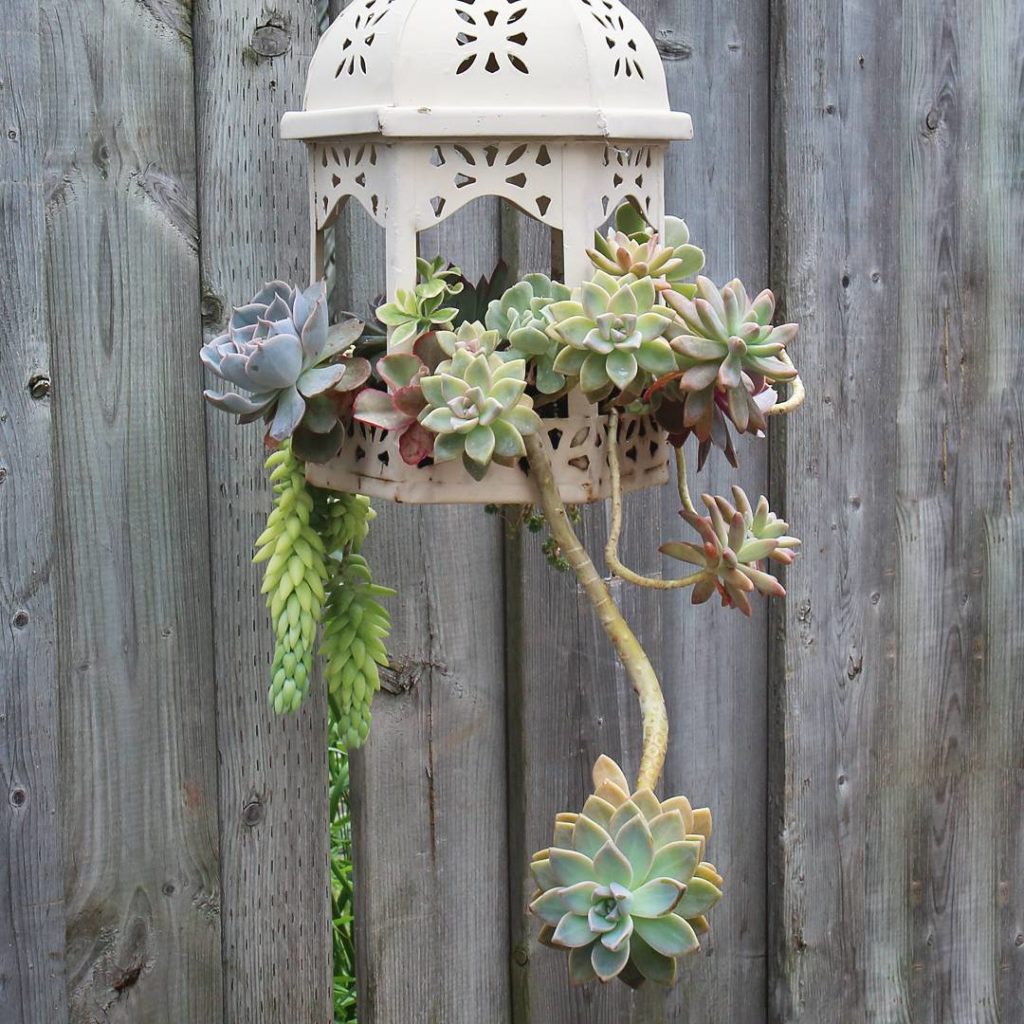 @houseplantjournal: Yes, this is Darryl @houseplantjournal with another rare succulent post, appreci…