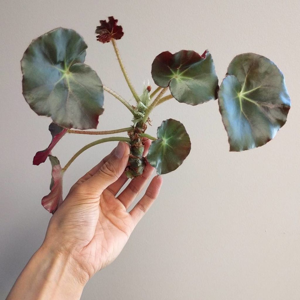 @houseplantjournal: Propagation time! This begonia erythrophylla was donated to the church under my …