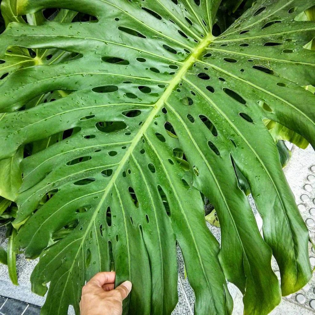 @houseplantjournal: Monstera Level 3+: secondary holes along the midrib and huge leaf size. Alas, I …