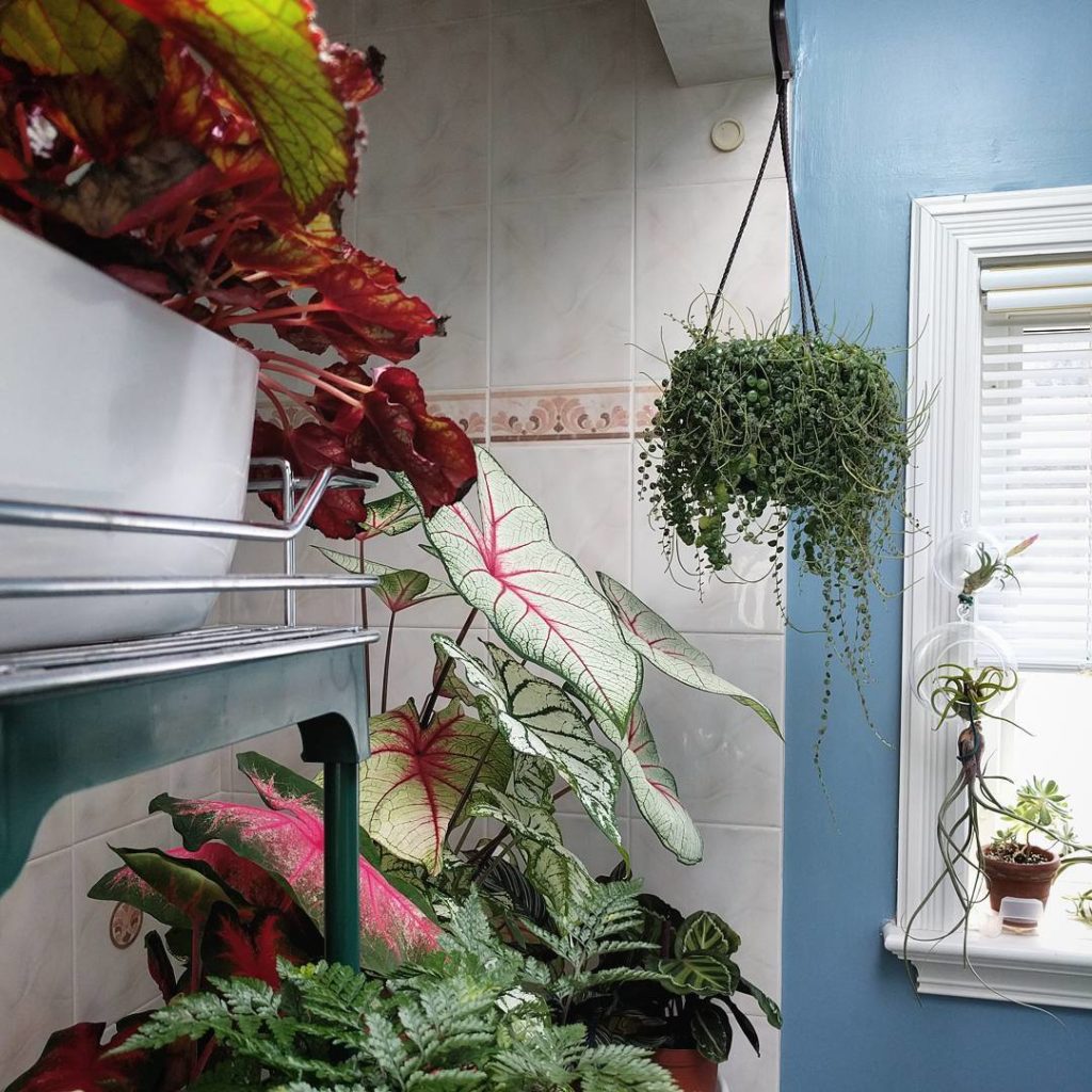 @houseplantjournal: There are so many interesting angles in my little bathroom jungle: here we have …