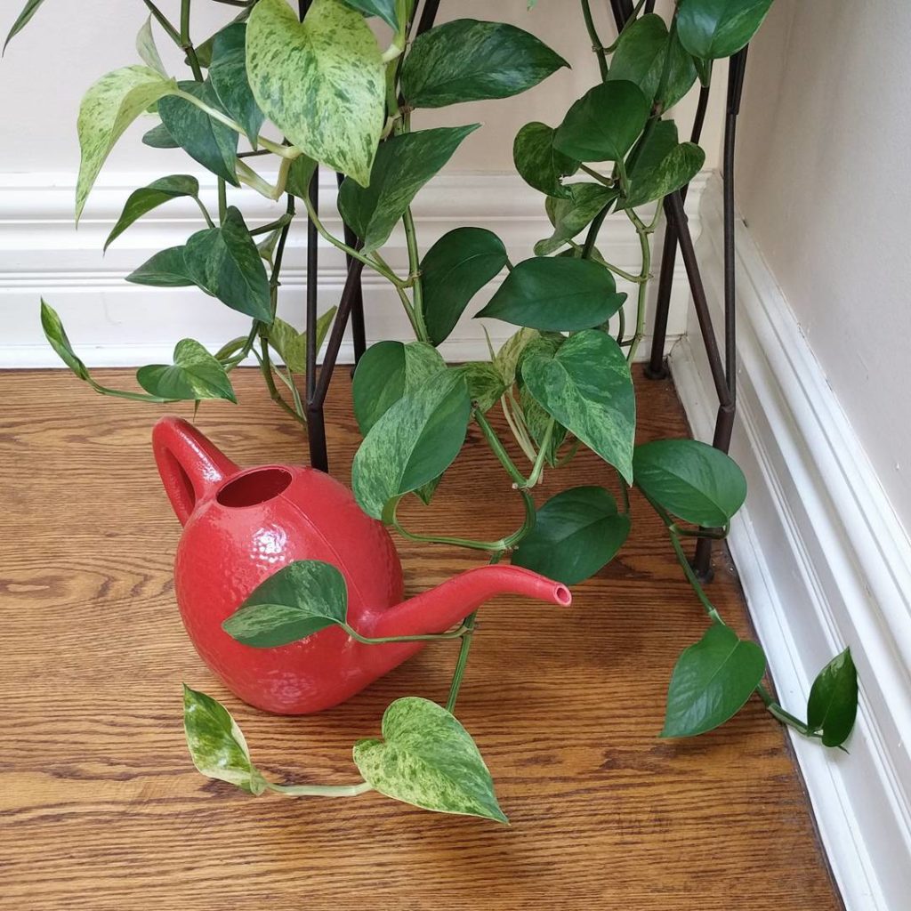 @houseplantjournal: Horticulture vocabulary: sport & cultivar
If a mutation gives a visibly differen…