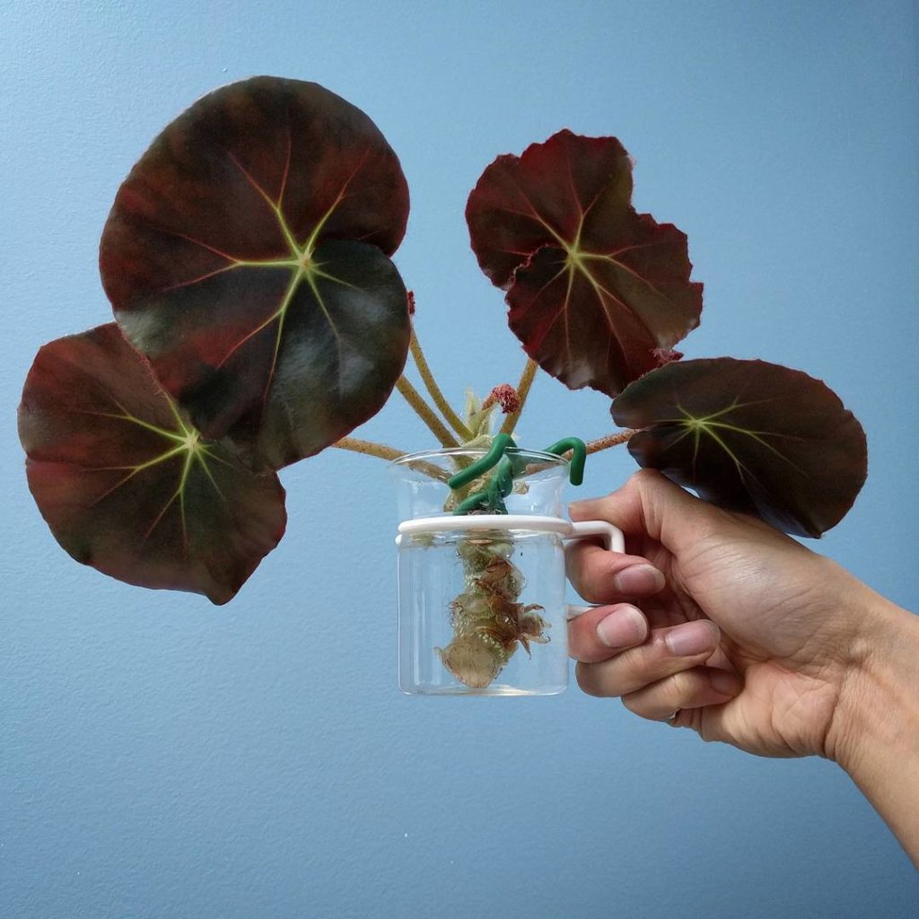 @houseplantjournal: Propagation time (part 2) – remove the lower leaves from the stem so only the up…