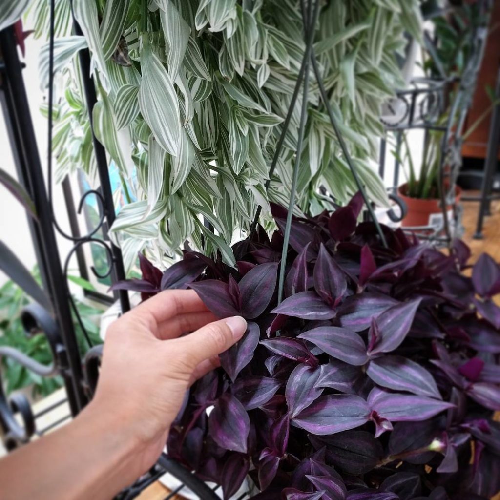 @houseplantjournal: Tradescantia zebrina – both green and deep purple varieties acquired! #tradescan…