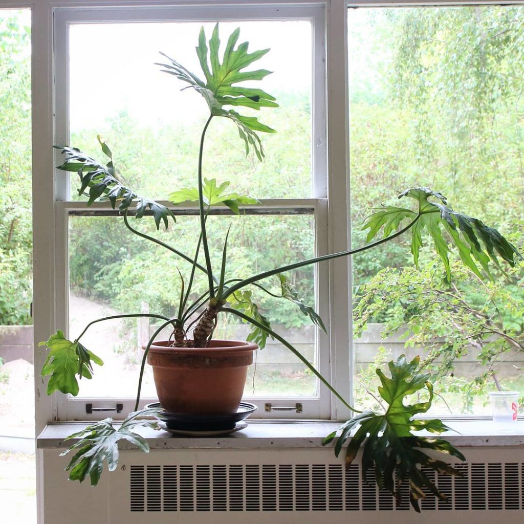 @houseplantjournal: I love the sparse arrangement of these Philodendron selloum leaves. Mature plant…