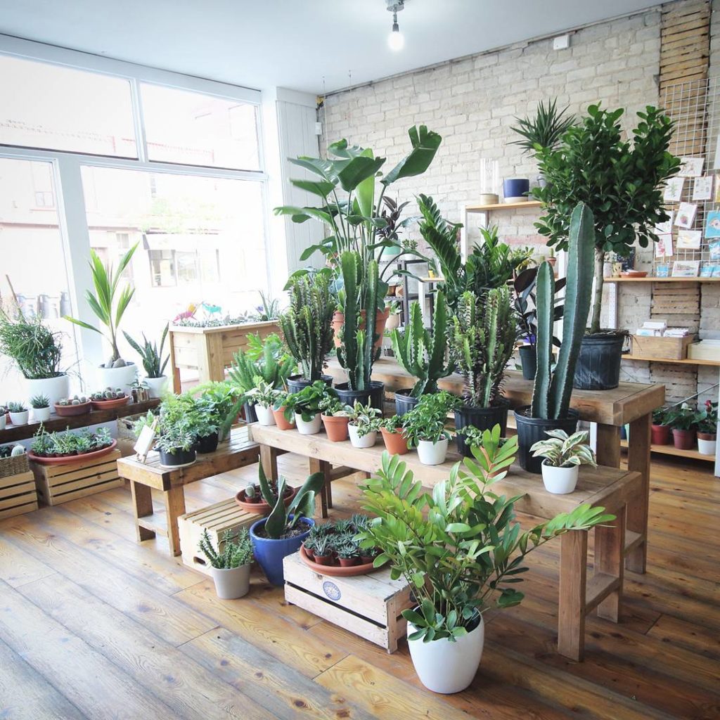 @houseplantjournal: An awesome display at @urbangardenerto #plantshopping #houseplants #indoorplants…