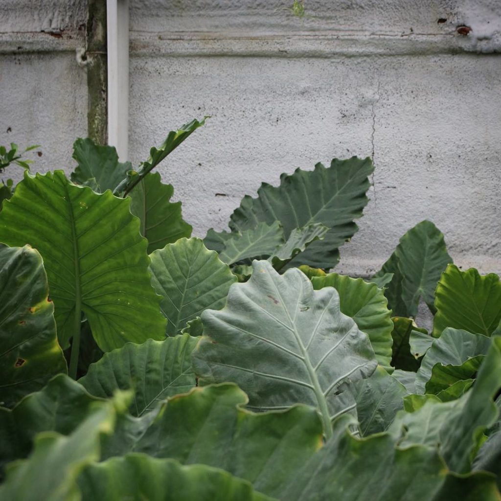 @houseplantjournal: A fleet of elephant ears (Colocasia gigantea) at the Valleyview Gardens “warehou…