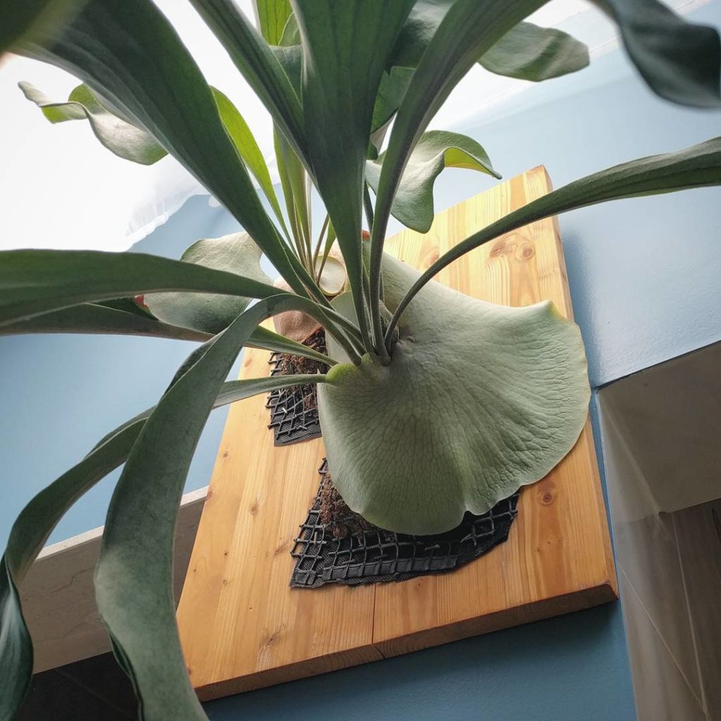 @houseplantjournal: Staghorn shield frond ~ 100% coverage! #staghornfern #platycerium #platyceriumbi…