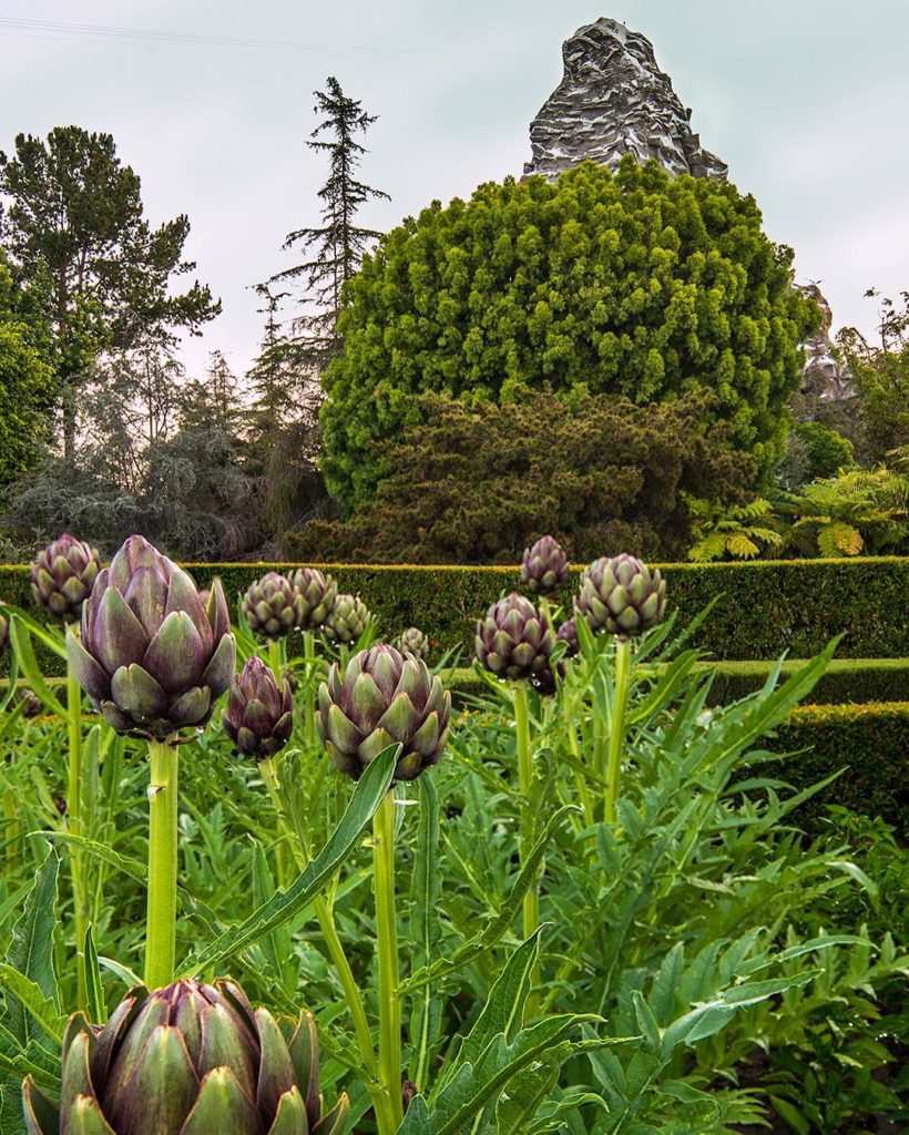 @gardendesignmag: Edible beauties in Tomorrowland. ‘Opera’ variety of artichoke were selected for …