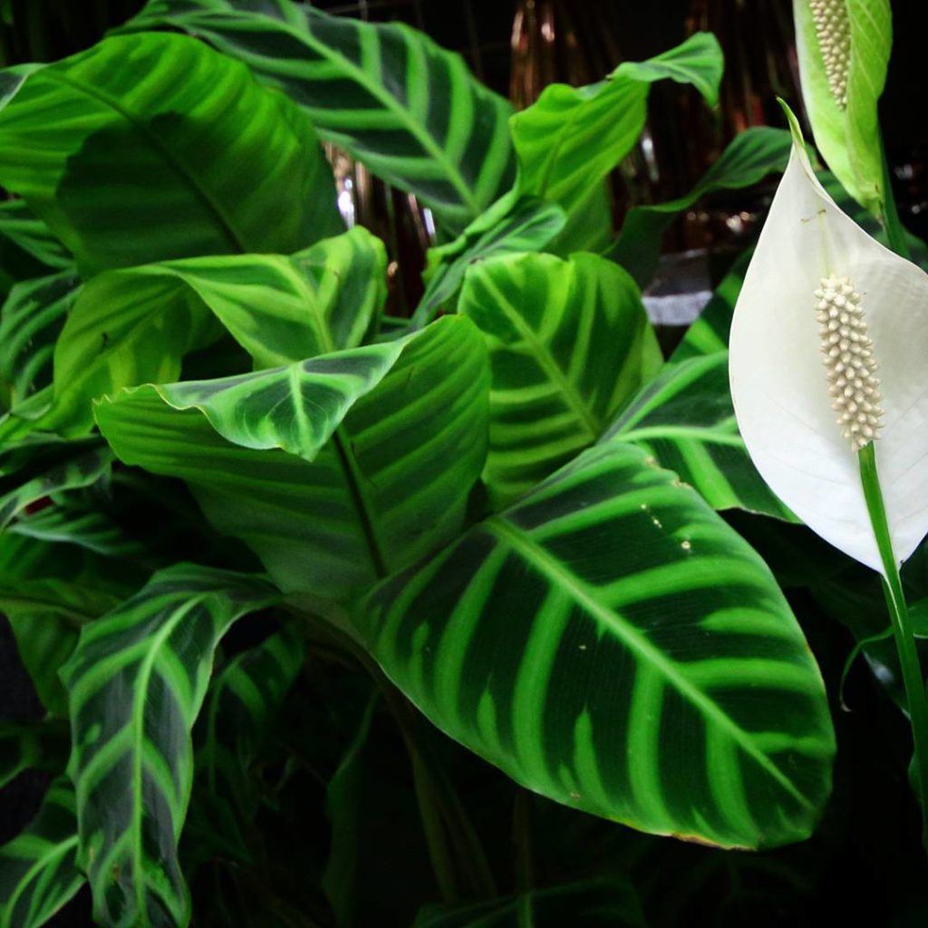 @houseplantjournal: Calathea zebrina with peace lily photobomb (taken at Market Four Seasons) #house…