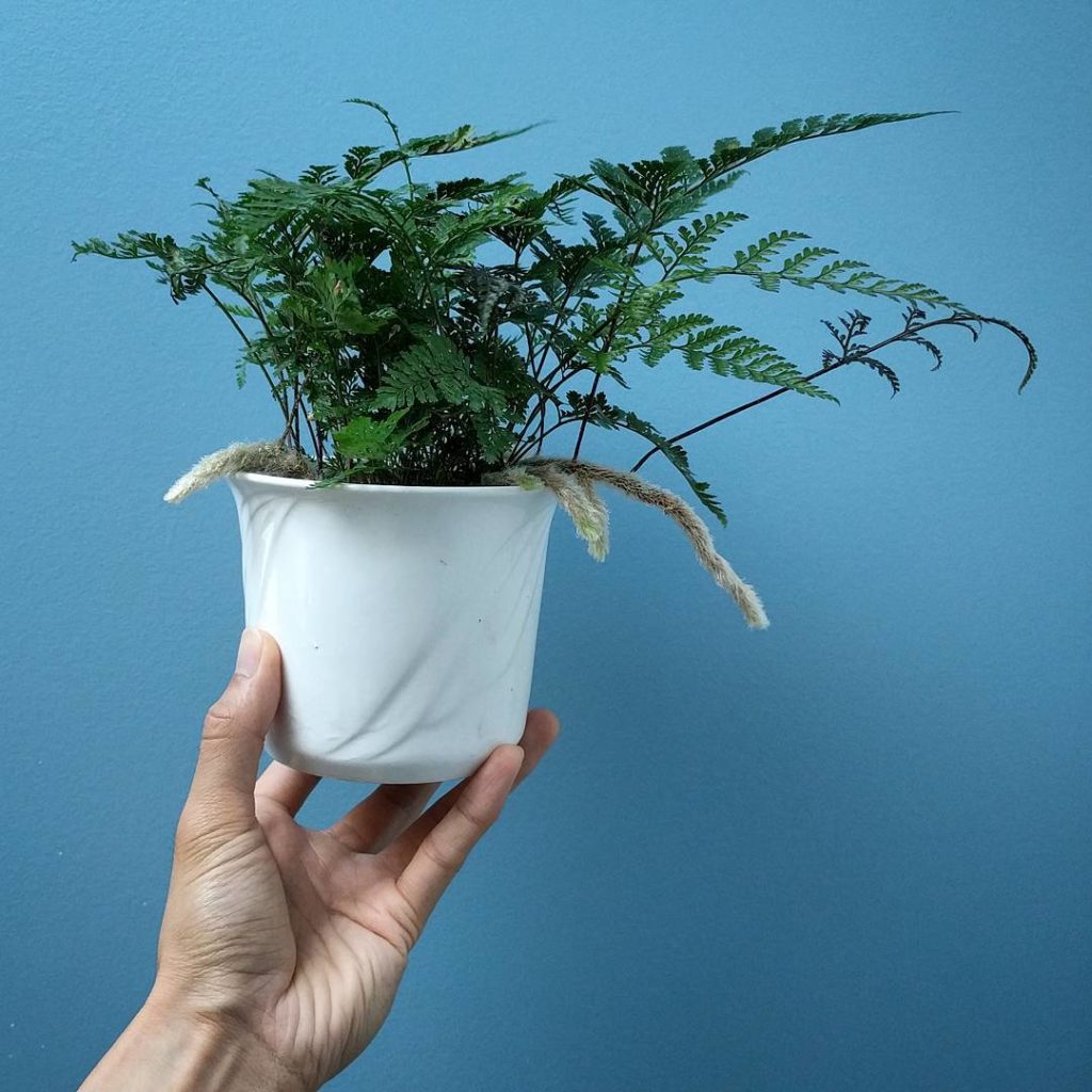 @houseplantjournal: Davallia fejeensis – aka Rabbit Foot fern
Friend: how cute!
Me: another aka, Tar…