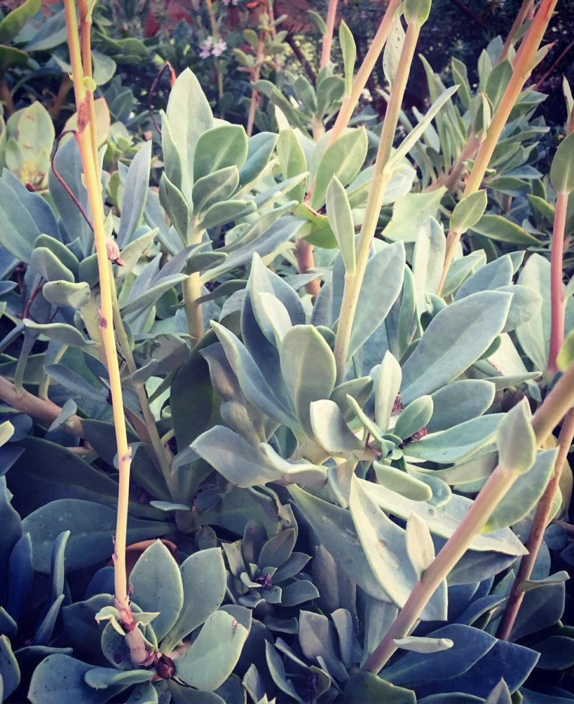 @gardendesignmag: Succulents in the garden. 
Click on the link in bio to watch Photographing the H…