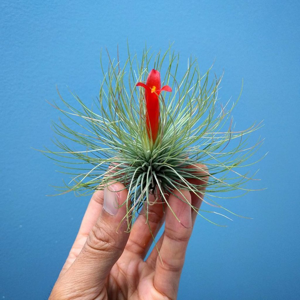 @houseplantjournal: I’ve never seen a bloom color other than purple on a Tillandsia. This is so cool…