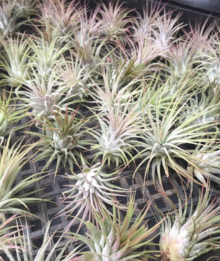 @gardendesignmag: Airplants! So many ideas. 
Stay up-to-date with Garden Design. Click on the link…