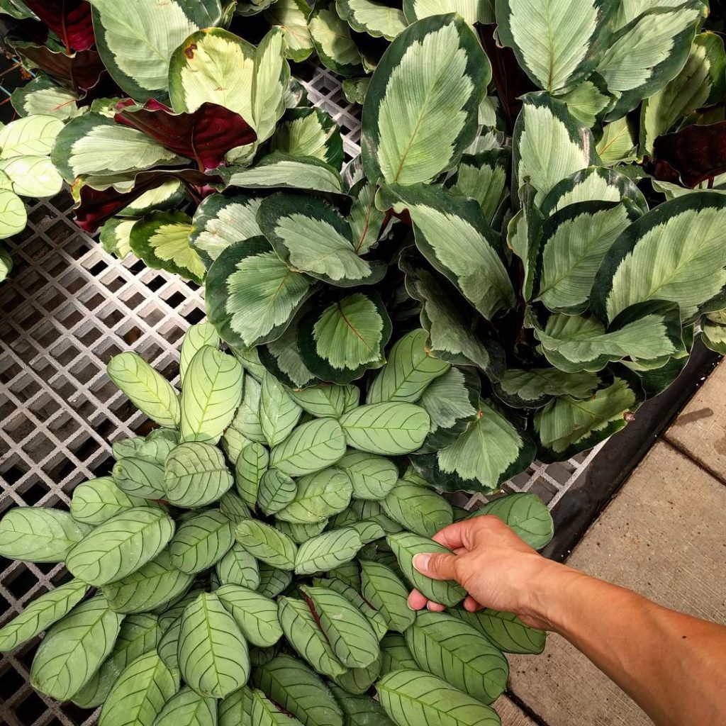 @houseplantjournal: So one of these came home with me during #planthunting #calathea #ctenanthe #hou…