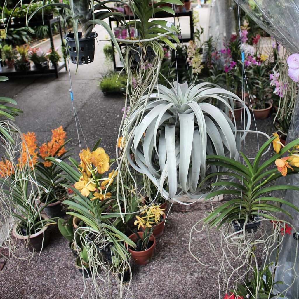 @houseplantjournal: No, this isn’t a 3-foot wide xerographica. It’s actually just hanging by a wire …