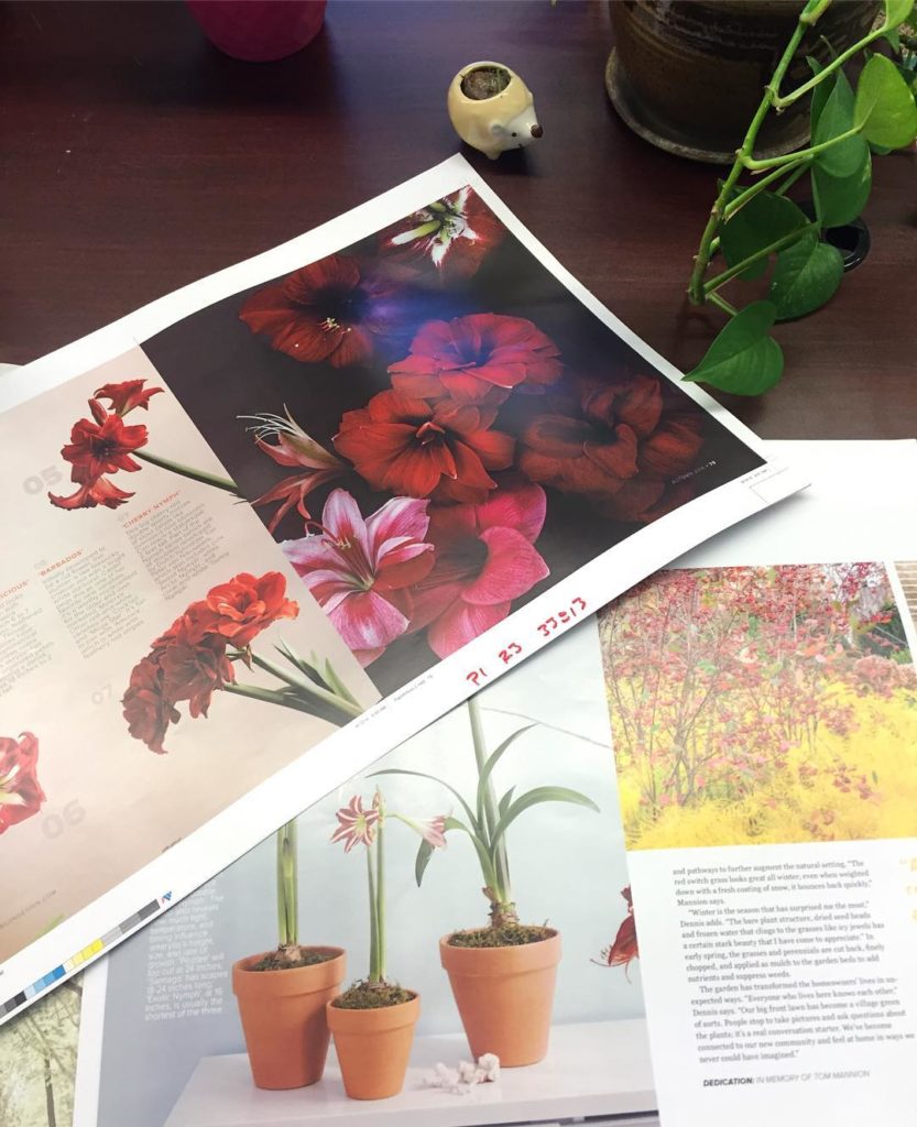@gardendesignmag: Checking the proofs of the upcoming Autumn 2016 issue… Feature on amaryllis ph…