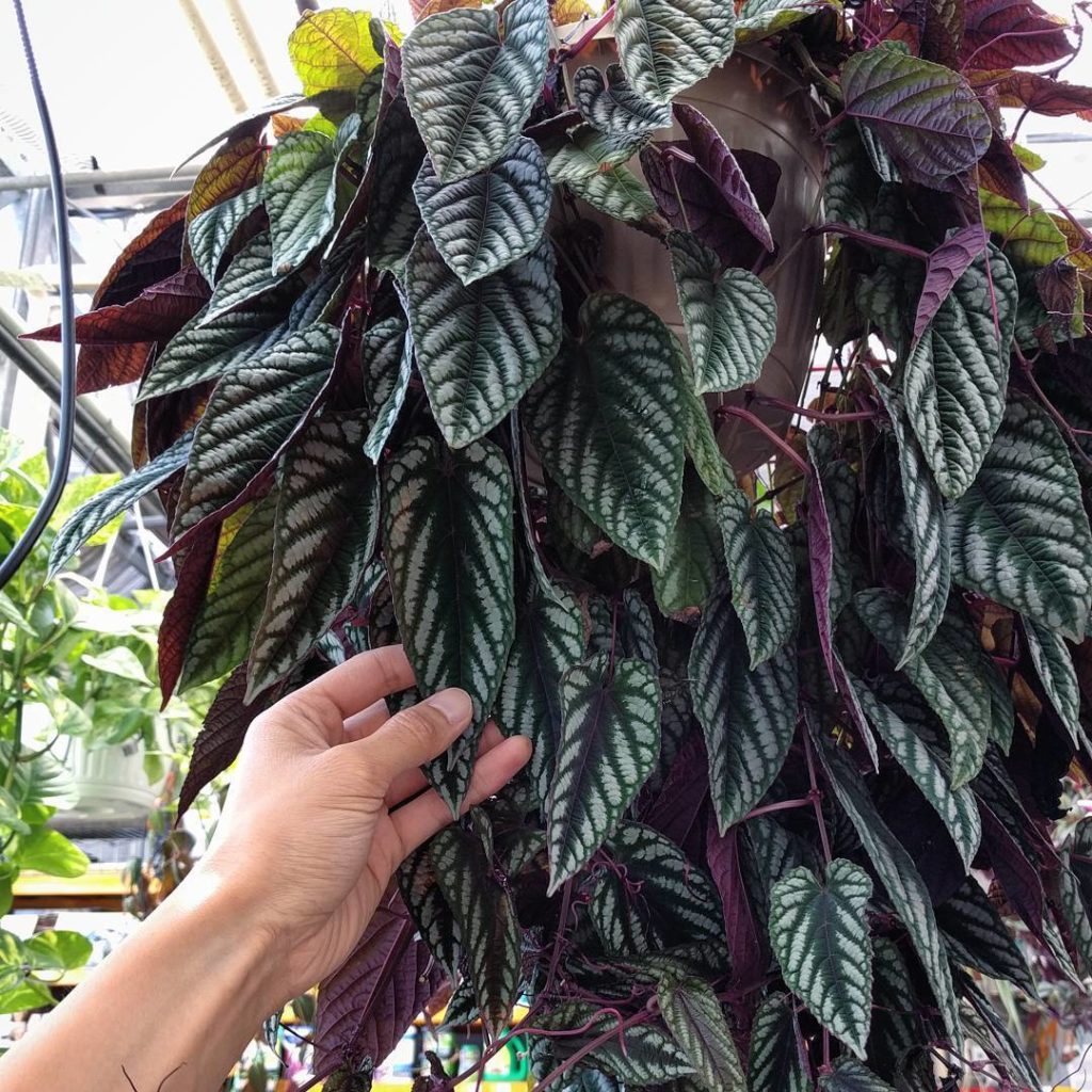 @houseplantjournal: Not sure what this is or if it can be kept indoors – nice foliage though! #plant…