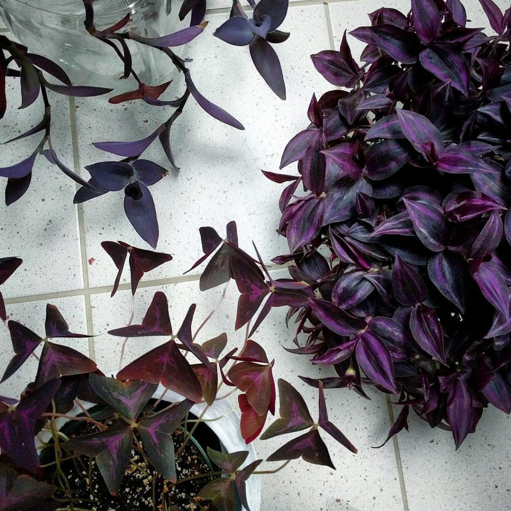 @houseplantjournal: It’s #foliagefriday but without any greenery here – these are my purple plants: …