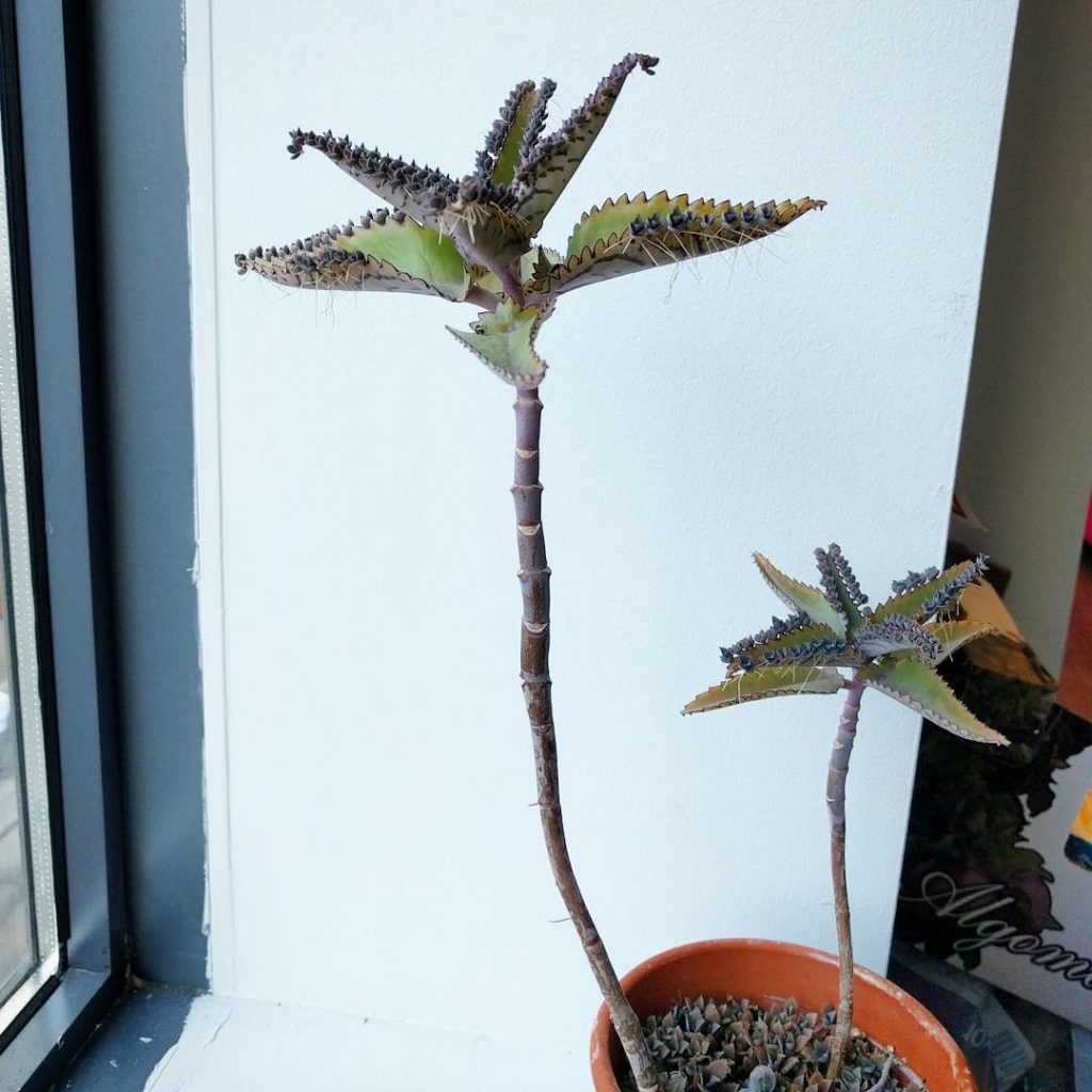 @houseplantjournal: After so many leaf generations, this plant has definitely produced a thousand pl…