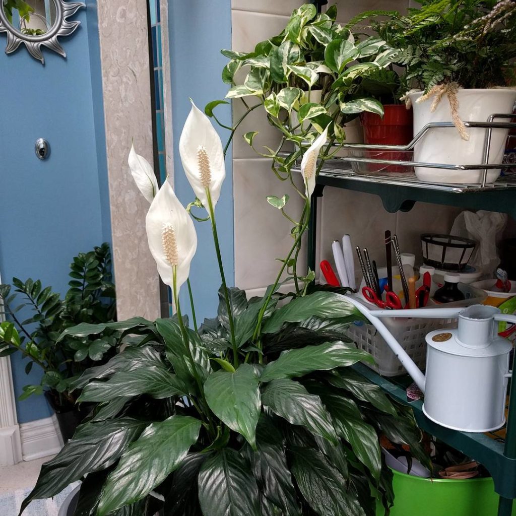 @houseplantjournal: Peace lily… For peace #peacelily #spathiphyllum #houseplants #plantlove #plant…