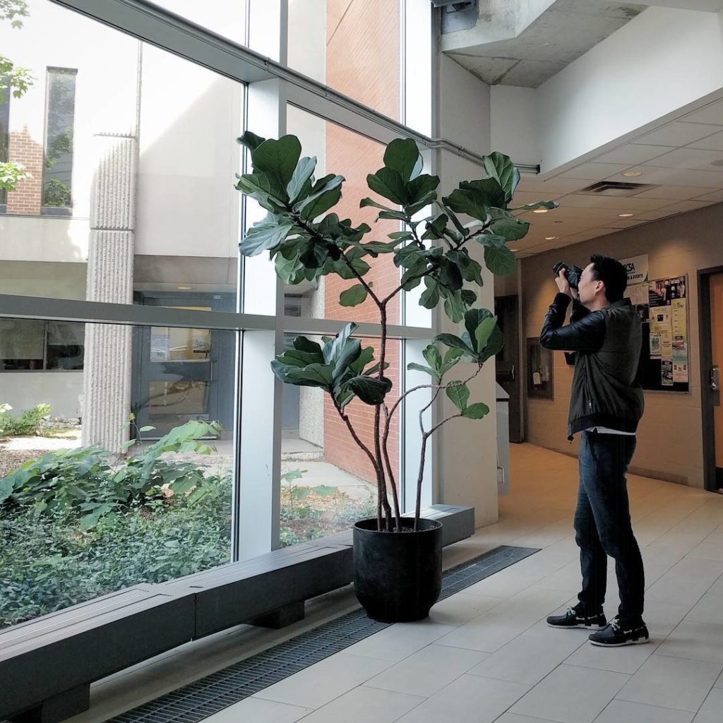 @houseplantjournal: An impressive fiddle leaf fig at Georgian College in Barrie. : @cherylmelanieeee…