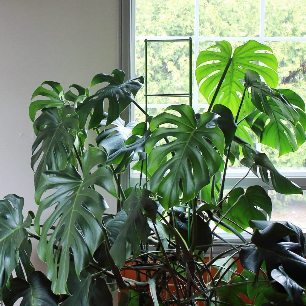 @houseplantjournal: My #monstera lives in a classroom at my church, where she gets a North facing wi…