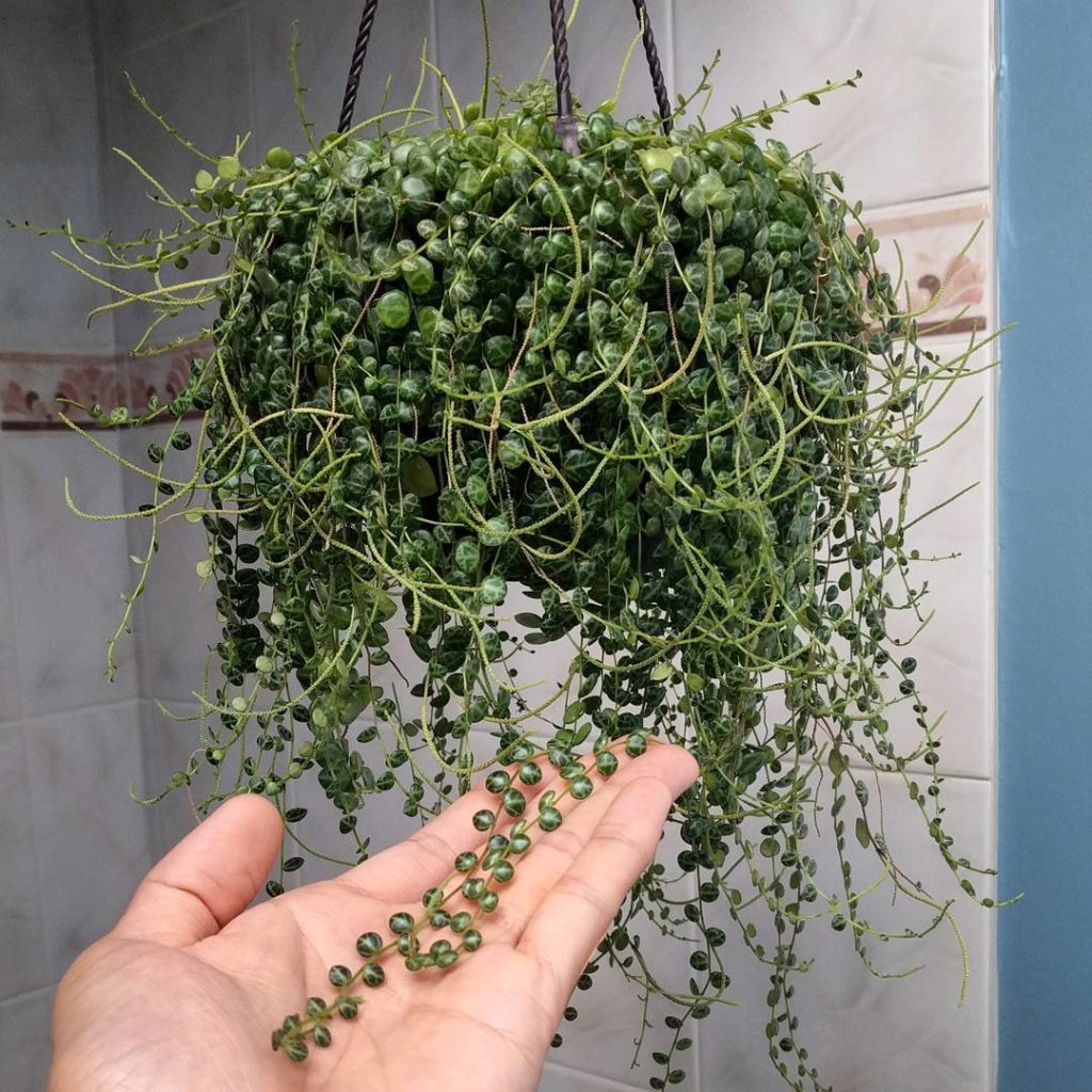 @houseplantjournal: Peperomia prostrata update: still growing wildly #peperomia #peperomiaprostrata …