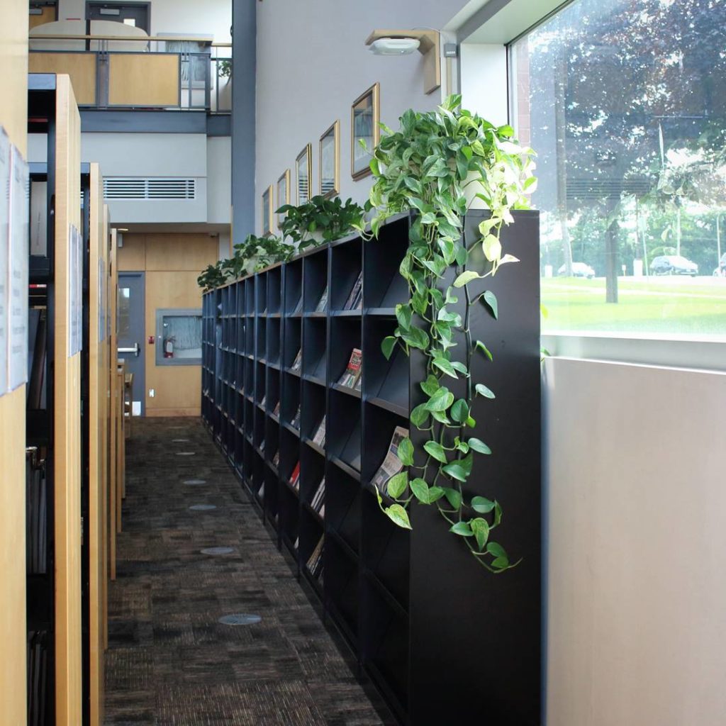 @houseplantjournal: Plants love a bright library #pothos #pothosmarblequeen #epipremnumaureum #house…