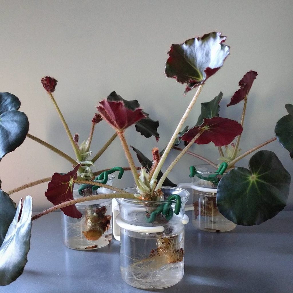 @houseplantjournal: Moments of proud #plantparenthood – vigorous rooting! These Begonia erythrophyll…