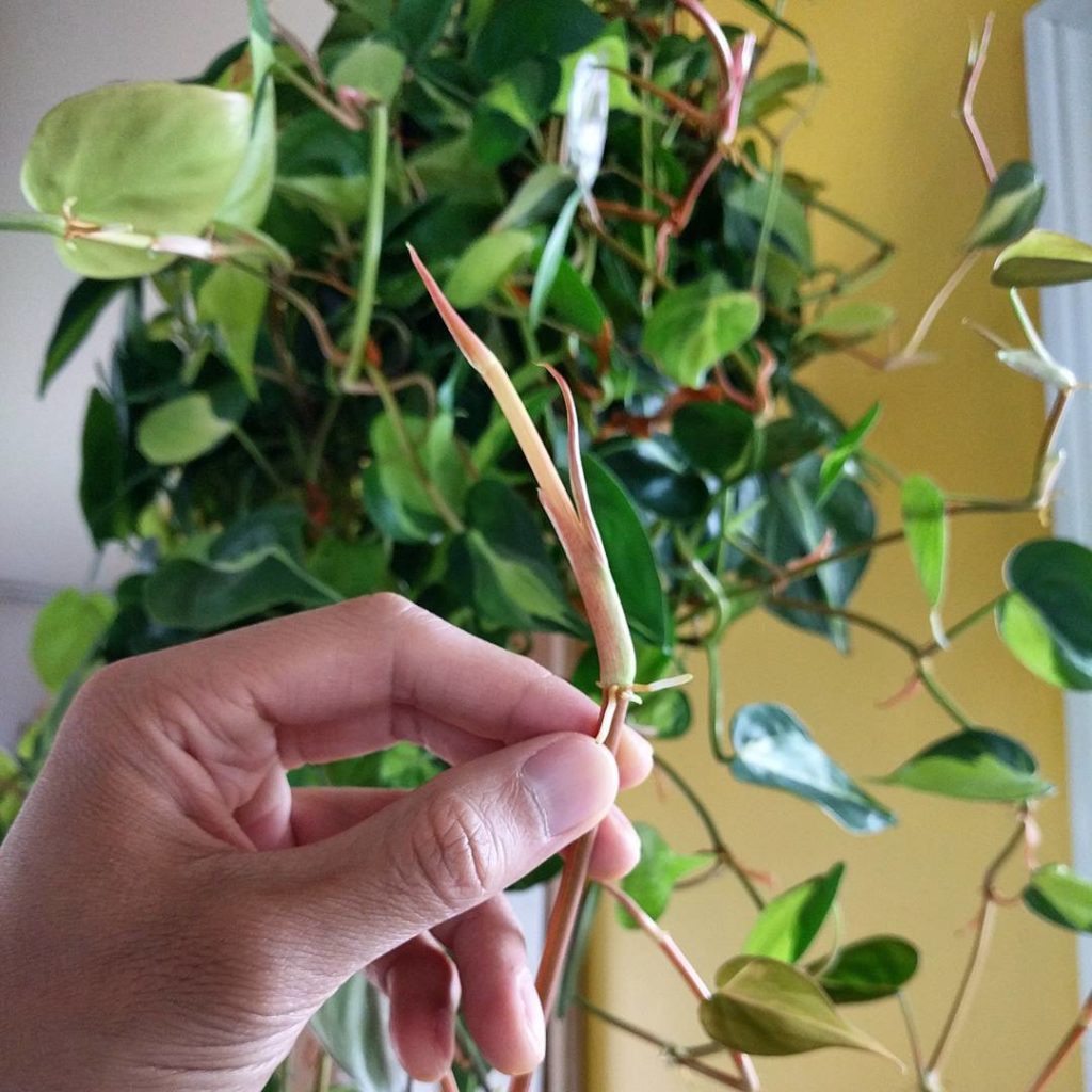 @houseplantjournal: Seeing lots of new growth on my philodendron ‘Brazil’ #philodendron #philodendro…